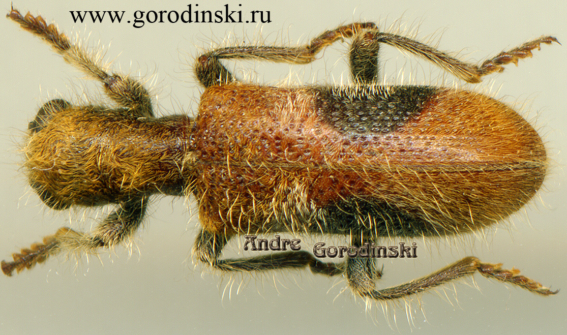http://www.gorodinski.ru/oth_col/Strotocera sp..jpg